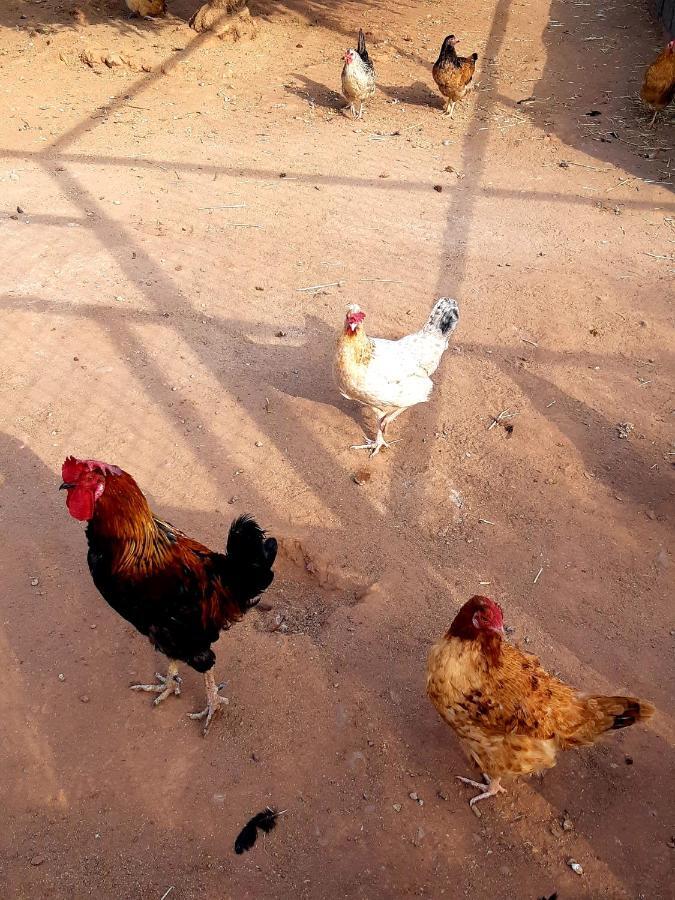 מלון מרקש The Farm מראה חיצוני תמונה